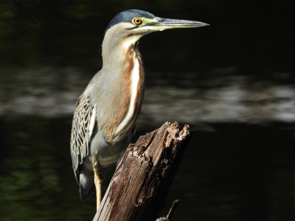 NATURA PARK RESERVAS